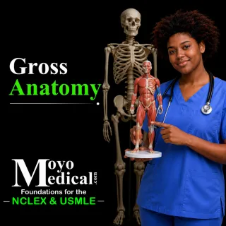 Cover for Gross Anatomy