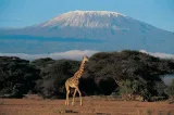 NjeriWangari